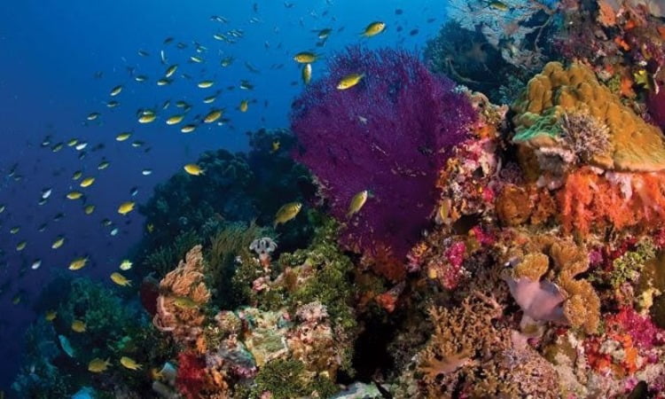 Taman Nasional Wakatobi Pesona Bawah Laut Keren Di Sulawesi Tenggara