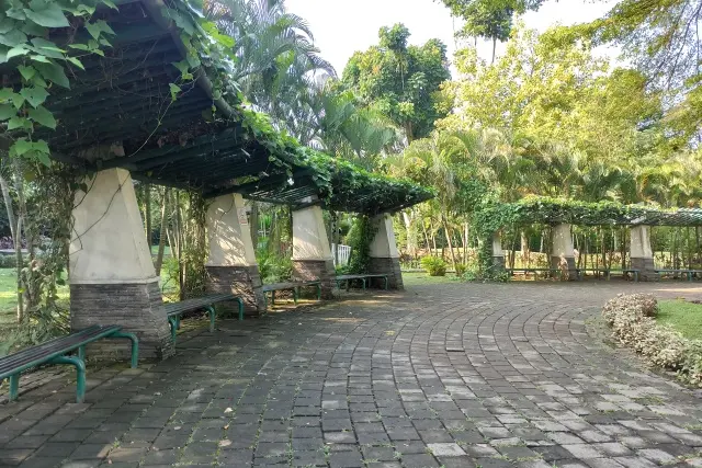 Taman Tabebuya Melihat Keindahan Taman Dengan Kolam Teratai Eksotis Di