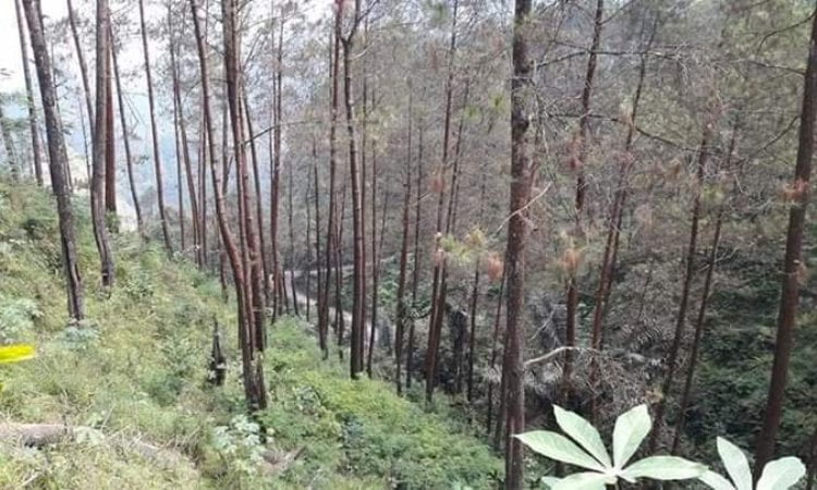 Hutan Pinus Kusumo Asri